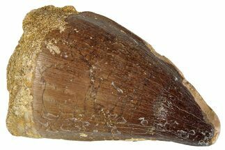 Fossil Mosasaur (Prognathodon) Tooth - Morocco #286303