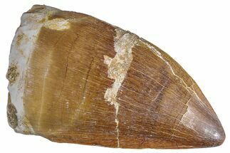 Fossil Mosasaur (Prognathodon) Tooth - Morocco #286359