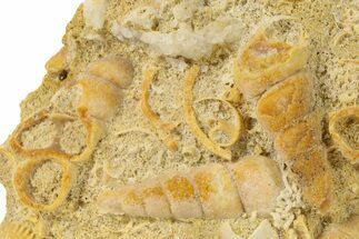 Fossil Gastropods In Limestone - Texas #286604