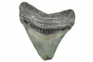 Serrated, Juvenile Megalodon Tooth - South Carolina #286578