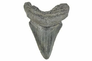 Serrated, Juvenile Megalodon Tooth - South Carolina #286582