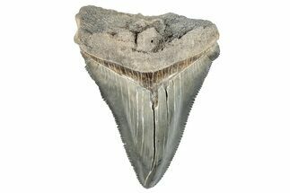 Serrated, Juvenile Megalodon Tooth - South Carolina #286584