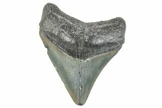 Juvenile Megalodon Tooth - South Carolina #286597