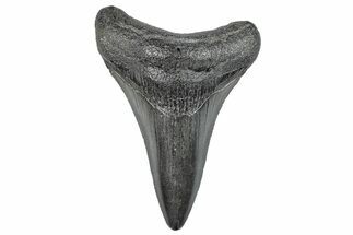 Fossil Megalodon Tooth - South Carolina #286601