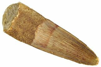 Fossil Spinosaurus Tooth - Real Dinosaur Tooth #286717
