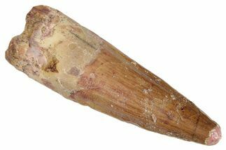 Fossil Spinosaurus Tooth - Real Dinosaur Tooth #286733