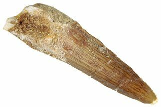 Fossil Spinosaurus Tooth - Real Dinosaur Tooth #286736