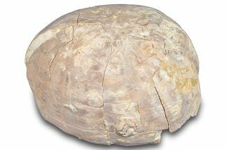Cretaceous Sea Urchin (Holaster) Fossil - Texas #286460