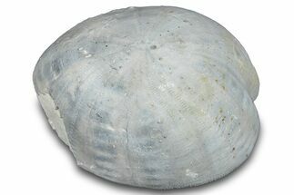 Cretaceous Sea Urchin (Holaster) Fossil - Texas #286467