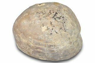 Cretaceous Sea Urchin (Holaster) Fossil - Texas #286469