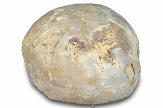 Cretaceous Sea Urchin (Holaster) Fossil - Texas #286489