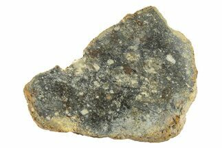 Polished Howardite Meteorite Section ( g) - Bechar #286940