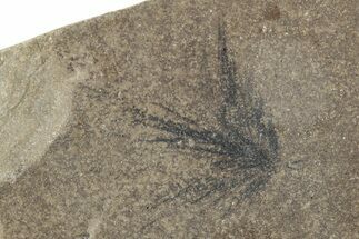 Detailed Fossil Feather - Green River Formation, Colorado #286459