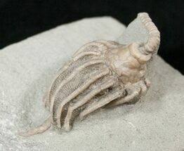 Detailed Macrocrinus Crinoid - Crawfordsville #16089