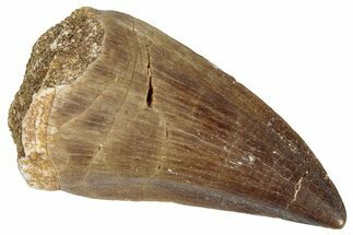 Fossil Mosasaur (Prognathodon) Tooth - Morocco #286335