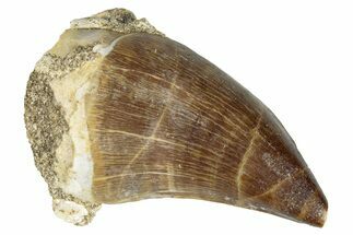 Fossil Mosasaur (Prognathodon) Tooth - Morocco #286346