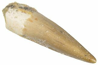 Juvenile Fossil Spinosaurus Tooth - Real Dinosaur Tooth #286765