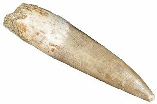 Fossil Plesiosaur (Zarafasaura) Tooth - Morocco #287160