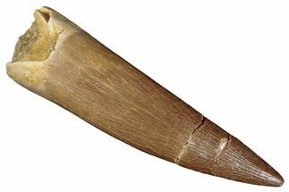 Fossil Plesiosaur (Zarafasaura) Tooth - Morocco #287164