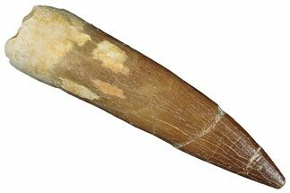 Huge, Fossil Plesiosaur (Zarafasaura) Tooth - Morocco #287168