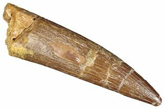 Fossil Plesiosaur (Zarafasaura) Tooth - Morocco #287169