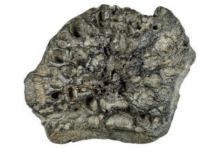 Fossil Crocodile Dermal Scute - South Carolina #287265