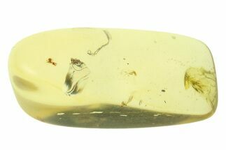 Polished Colombian Copal ( g) - Contains Three Flies! #286818