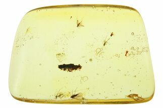 Polished Colombian Copal ( g) - Contains Wasp & Flies! #286865