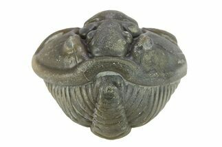 Wide, Enrolled Flexicalymene Trilobite - Indiana #287248