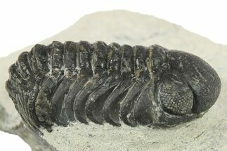 Bargain, Austerops Trilobite - Ofaten, Morocco #287284