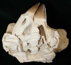 Awesome Mosasaur (Prognathodon) Jaw Section - #16110