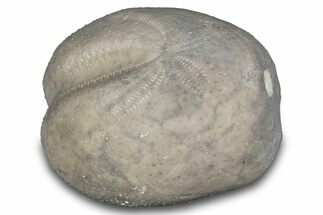 Cretaceous Echinoid (Heteraster) Fossil - Texas #287308