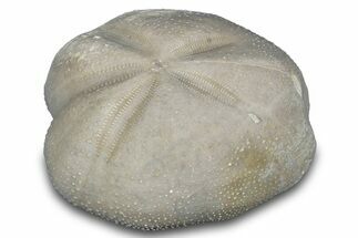Cretaceous Echinoid (Heteraster) Fossil - Texas #287311