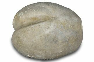 Cretaceous Echinoid (Heteraster) Fossil - Texas #287314