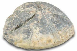Cretaceous Sea Urchin (Macraster) Fossil - Texas #287359