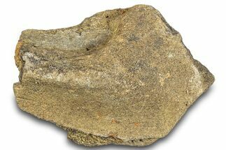 Hadrosaur Bone Section - Montana #287431