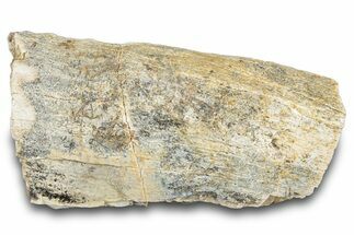 Hadrosaur Bone Section - Montana #287442