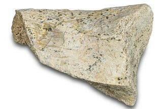 Hadrosaur (Edmontosaurus) Bone Section - Montana #287447