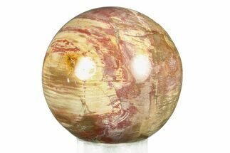 Colorful Petrified Wood (Araucaria) Sphere - Madagascar #286148