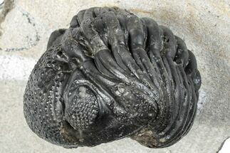 Enrolled Pedinopariops Trilobite - Mrakib, Morocco #287665