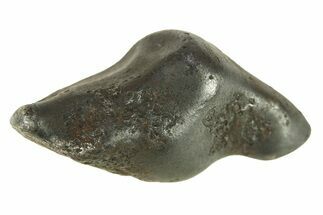 Fusion Crusted Sikhote-Alin Iron Meteorite ( g) - Russia #287862