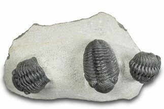 Beautiful Cluster of Pedinopariops Trilobites - Mrakib, Morocco #287721