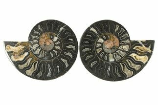 Cut & Polished Ammonite Fossil - Unusual Black Color #286613