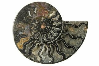 Cut & Polished Ammonite Fossil (Half) - Unusual Black Color #286661