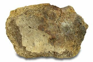 Hadrosaur Bone Section - Montana #287386