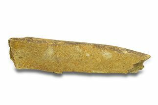 Dinosaur (Triceratops) Bone Section - Montana #287489