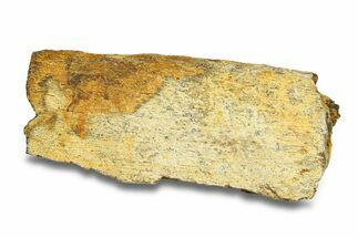 Dinosaur (Triceratops) Bone Section - Montana #287491