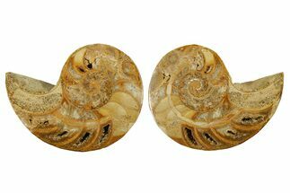 Jurassic Cut & Polished Nautilus (Cymatoceras) Fossil -Madagascar #287988