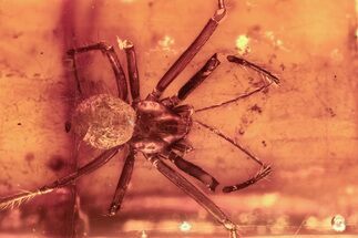 Large Detailed Fossil Spider (Araneae) In Baltic Amber #288156