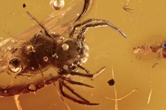 Detailed Fossil Spider (Araneae) In Baltic Amber #288167